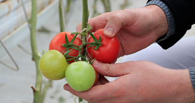 "Çöp"ten sağlanan enerjiyle domates yetiştiriyorlar