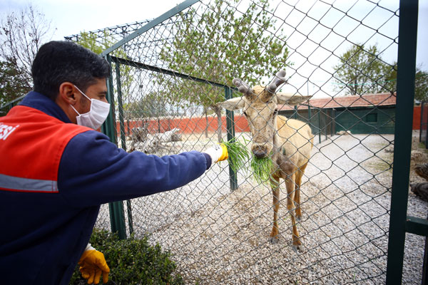 Hayvanat bahçesinin bakıcıları koronavirüse rağmen işlerinin başında